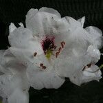 Rhododendron araiophyllum