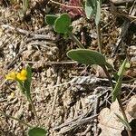 Coronilla scorpioides List