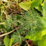 Artemisia alba Likasa