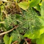 Artemisia alba Foglia