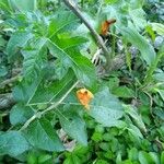 Solanum capsicoides Leaf