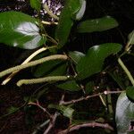 Piper tuberculatum Habitus