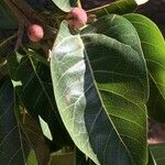 Ficus ingens List