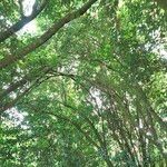 Salix atrocinerea Bark