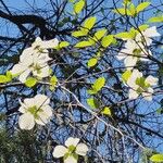 Cornus nuttallii Flor