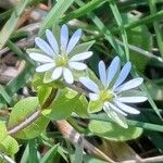 Stellaria mediaFlor