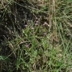 Centaurium tenuiflorum Flor