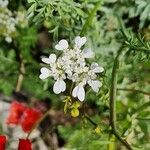 Caucalis platycarpos Flor