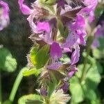 Stachys marrubiifolia Квітка