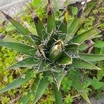 Agave filifera Leaf