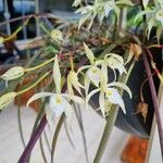 Brassavola martiana Λουλούδι