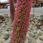 Echium wildpretii Flower
