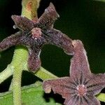 Cola acuminata Flower