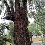 Eucalyptus sideroxylon Kůra