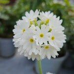 Primula denticulata Õis