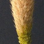 Phalaris paradoxa Ffrwyth