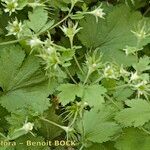 Geum heterocarpum Altro