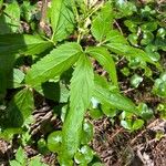 Cardamine enneaphyllos পাতা