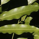 Guatteria dolichopoda Leaf