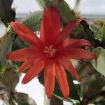Rhipsalidopsis gaertneri Kwiat