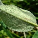 Cotoneaster juranus Frunză