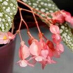 Begonia maculata Outro