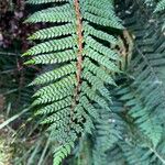 Polystichum vestitum Blad