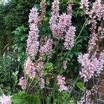 Francoa appendiculata Цвят