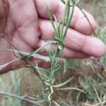 Linaria simplex Hostoa