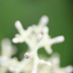 Chassalia corallioides Kwiat