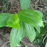 Costus spiralis Blatt