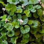 Viola hederacea Habitus