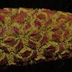 Sclerosperma mannii Blüte