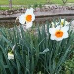 Narcissus × medioluteus Blomma