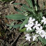 Phlox longifolia Flower