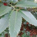 Ilex aquifolium برگ