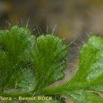 Asplenium hispanicum Fruto