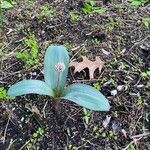 Allium karataviense Leaf