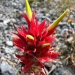 Castilleja miniata Çiçek