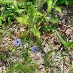 Nigella damascenaFoglia