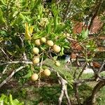 Dimocarpus longan Fruchs