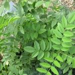 Glycyrrhiza glabra برگ