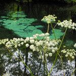 Angelica sylvestris Cvet