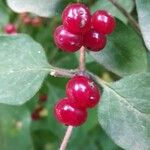 Lonicera xylosteum Fruit