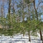 Pinus strobus Агульны выгляд