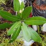 Pycnandra neocaledonica Hoja