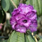 Rhododendron niveum 花