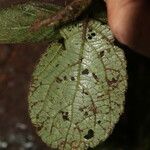 Achyrospermum tisserantii Leaf