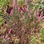 Calluna vulgarisफूल