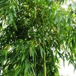 Phyllostachys viridiglaucescens Hoja